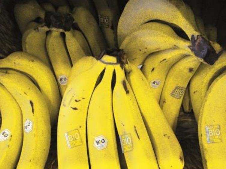 Die Mutter aller Früchte.